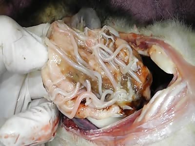 Why you should NOT eat ROADKILL [HD]