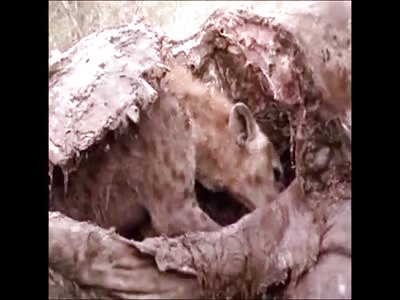 Stars of the YNC #149 