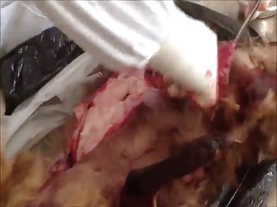 Stars of the YNC #98