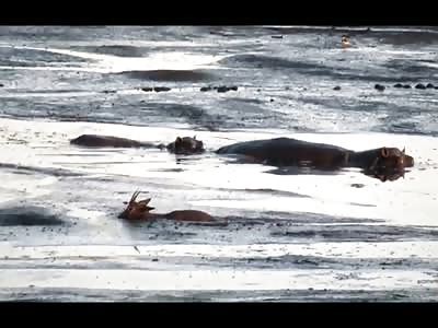 Hungry Hungry Hippo Swallows Antelope as Lion Watches on in Jealousy 