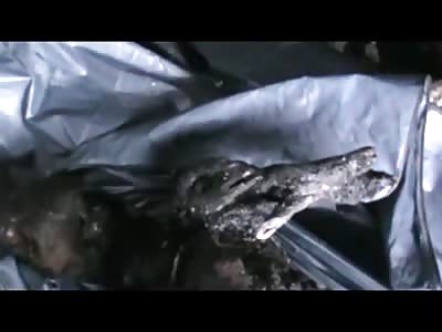 Some More Dead  Fucks