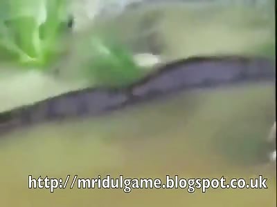 Cow Eaten By Anaconda