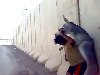 THE ANIMALS (WE AREN'T TALKING ABOUT THE DONKEY, SURE)