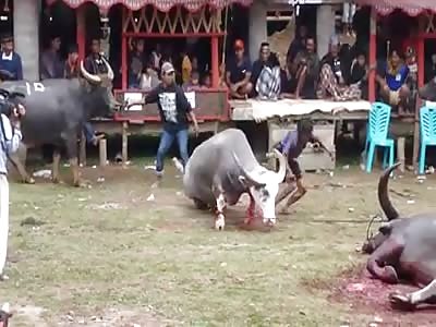 SHOCKING: BUFFALO KILLERS SACRIFICIAL TRADITION IN INDONESIA