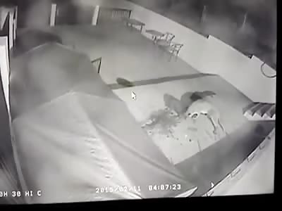 ANIMAL FURY: STEALTHY ATTACK OF A WILD BEAST