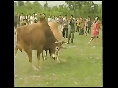 Animal Vs Animal comp.