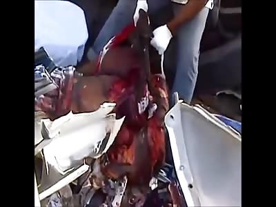 Road kill in Jamaica