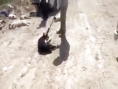 The inhuman killing of stray dogs in Shiraz (Iran) by Acid Injection 