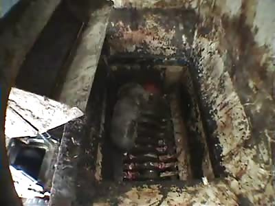 Happy animals VS Meat Grinder