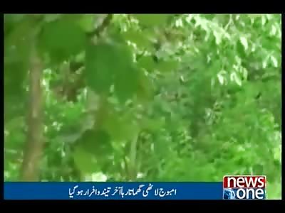 black becomes the target of a tiger