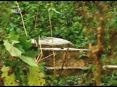 Weird Fuckers Destroy Their Cocks!