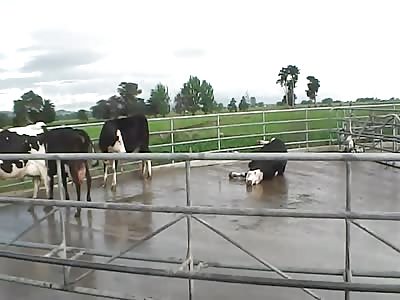 Slaughtering: Notice the Difference Between Us and Muslims! 