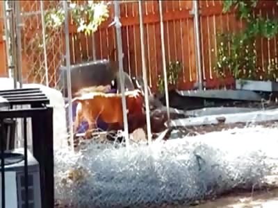3 pit bulls attack and mauls one of  their own