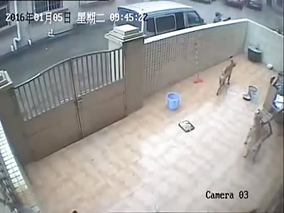 Thieves Steal Dogs From Home and Sell to Restaurant