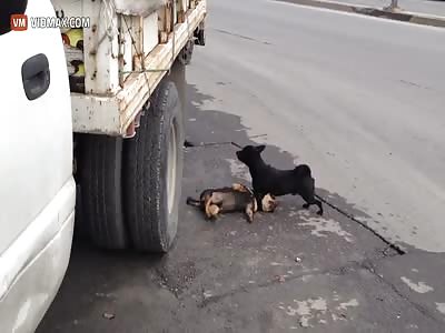 Dog tried to revive his dead friend.