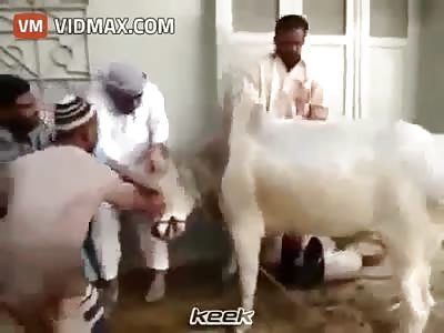 Blessing this cow will be easy they said, no one will get hurt they said.. Wrong!
