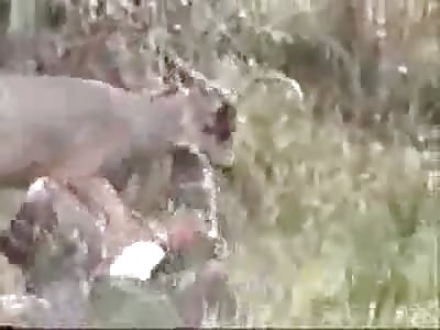 when animals attack.....dumb humans