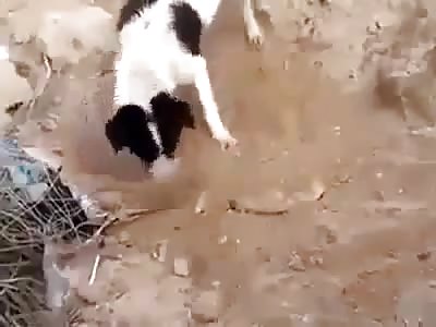 So Sad: Dog Buries Dead Puppy